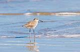 Willet Port Aransas Nov 2022